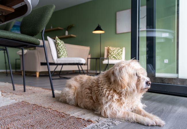 Apartamento em Peso da Régua - Feel Discovery Casa d'Alice Apartamento em Peso da Régua - Feel Discovery Casa d'Alice